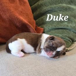 Duke - Tricolor male Shih Tzu puppy in Turbotville, Pennsylvania from Melanie's Little Lions