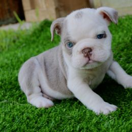 Precious - Lilac tri-color female Bulldog puppy in Ben Lomond, Arkansas from Miesha Carver's Bulldogs