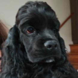 Cocker Spaniels from AKC Tweedledum Cocker Spaniel