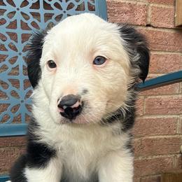 Sua - Black and white female Border Collie puppy in Mckinney, Texas from Border Collies of Ruidoso