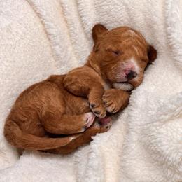 Reese - Red female Cockapoo puppy in Ellaville Ga, Georgia from Lakeside Cockapoos
