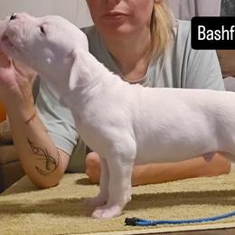 Bashful - White male Dogo Argentino puppy in Bear River City, Utah from Valkka Kennels