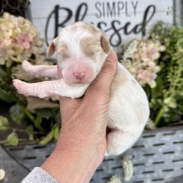Marshmallow Cream - Parti female Pyredoodle puppy in Bowling Green, Ohio from FDF Pyredoodles & Bernedoodles