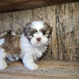 Cloe - Liver and white female Shih Tzu puppy in Mountain Grove, Missouri from Precious Puppies