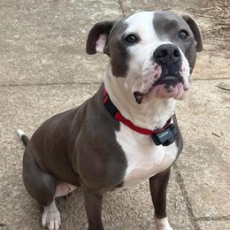 Twilight - American Pit Bull Terrier