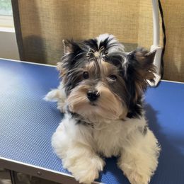 Biewer Terrier and Yorkshire Terrier Puppies from Yorkie Town California