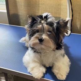 Biewer Terrier and Yorkshire Terrier Puppies from Yorkie Town California