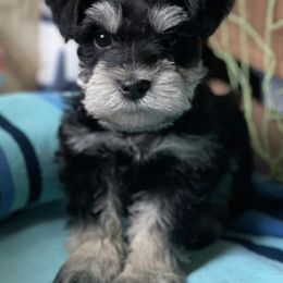 Miniature Schnauzers from Sovereign Dynasty Schnauzers