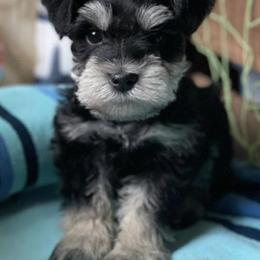 Miniature Schnauzers from Sovereign Dynasty Schnauzers