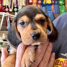 Gimli - Black and tan male Beagle puppy in Viper, Kentucky from Mountain Top