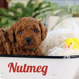 Nutmeg - Red  male Poodle puppy in Pottersville, Missouri from Christina Miller's Poodles