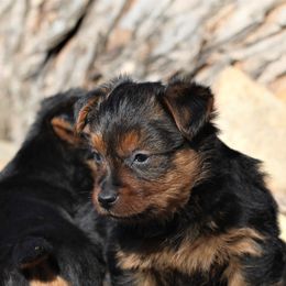 Australian Terriers and Rat Terriers from Seegmiller Standard Rat Terriers