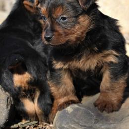 Australian Terriers and Rat Terriers from Seegmiller Standard Rat Terriers