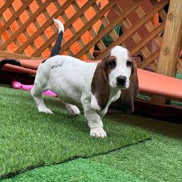 Widdle - Black brown and white female Basset Hound puppy in Pilot Mtn, North Carolina from Lowdown Love Basset Hounds