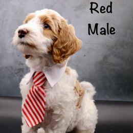 Red - Parti male Goldendoodle puppy in Maryville, Tennessee from Twin City Doodles