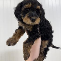 Bernedoodle and Golden Mountain Doodle Puppies from Tilley's Southern Doodles