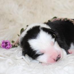 Border Collie Puppies from Team Reeves Ranch