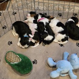 Cavalier King Charles Spaniel Puppies from Angels and Nobility Cavaliers