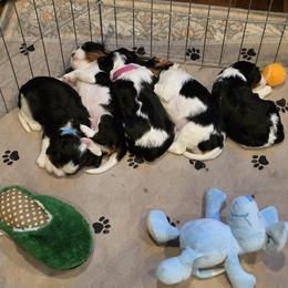 Cavalier King Charles Spaniel Puppies from Angels and Nobility Cavaliers