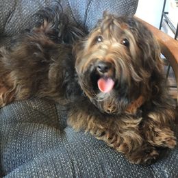 Havanese, Havapoo, and Labrador Retriever Puppies from Joyful Havanese and American FieldLabs