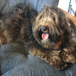Havanese, Havapoo, and Labrador Retriever Puppies from Joyful Havanese and American FieldLabs