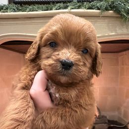 Red Collar Girl - Red  female Goldendoodle puppy in Meridian, Mississippi from Magnolia Poodles and Doodles