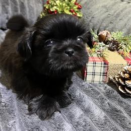 Shih Tzu Puppies from Hilltop Shih Tzus