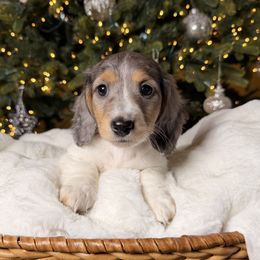 Dahlia - Dapple female Dachshund puppy in Santa Rosa, California from Signatures Mini Dachshunds
