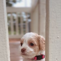 Shenandoah - Buff and white female Cockapoo puppy in Pledger, Texas from Sugarbear Cockapoos