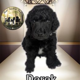 Derek - Blue male Poodle puppy in Yakima, Washington from Mistel Standard Poodles