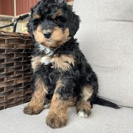 Kali - Phantom female Bernedoodle puppy in Holtwood, Pennsylvania from Country Ridge Puppies