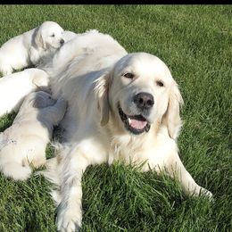 Golden Retriever Puppies from Sleepy Morning Goldens