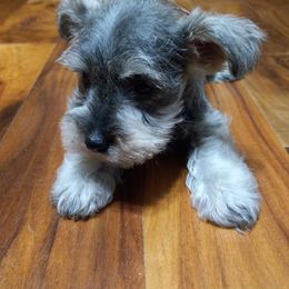 Miniature Schnauzers from Sunshine Schnauzers