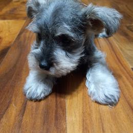 Miniature Schnauzers from Sunshine Schnauzers