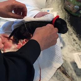 Girl 1 - Chocolate female Labrador Retriever puppy in Swampscott, Massachusetts from Mullaghmore Labradors