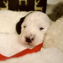 Macadamia - Piebald female Dachshund puppy in North Reading, Massachusetts from The Well Tempered Dachshund