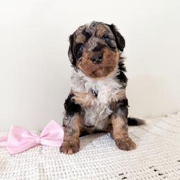 Lucy - Merle female Bernedoodle puppy in Columbia, Kentucky from Woodland Bernedoodles