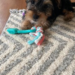 Assorted Doodle Crosses, Double Doodle, Maltipoo, Morkie, and Yorkipoo Puppies from Danza Bolo