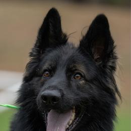 Shark - German Shepherd