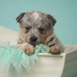 Australian Cattle Dog and Collie Puppies from Blackberry Hills