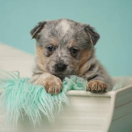 Australian Cattle Dog and Collie Puppies from Blackberry Hills
