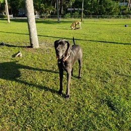 Great Dane All Grown Up from BLUE STEAL DANES