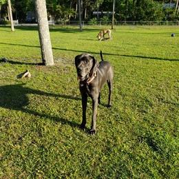 Great Dane All Grown Up from BLUE STEAL DANES