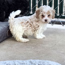 Lace - Parti female Poodle puppy in Covington, Virginia from A  Gift from above kennel,  LLC