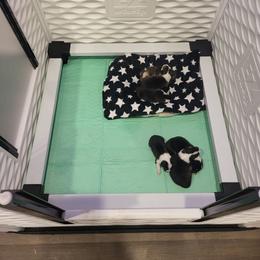 Boy 1 - Black and tan male Pembroke Welsh Corgi puppy in Lavon, Texas from Living Simply with Corgi's