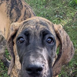Great Dane Puppies from R&R Breeding and Pet Care