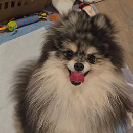 Luka - Pomeranian