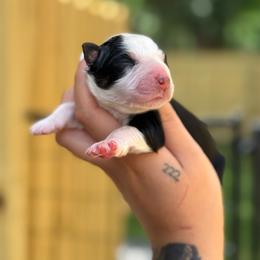 Nora - Black tri-color female Australian Shepherd puppy in Polk City, Florida from Skaky Shepherds