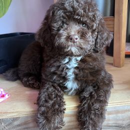 Tinsel Belle with training - Brown and white female Cockapoo puppy in Boonville, North Carolina from Doods & Dolls