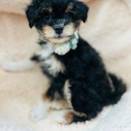 Ellie - female Havapoo puppy in Natural Bridge, Virginia from Rockbridge Puppies